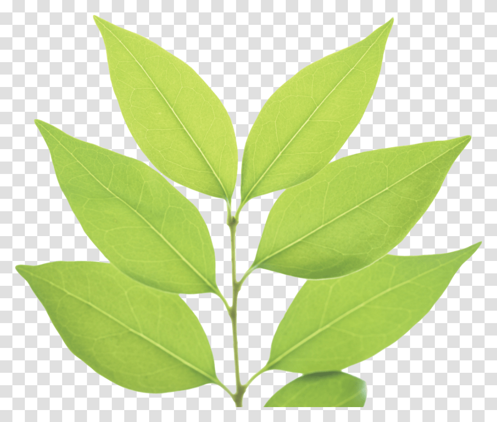 Green Leaves Green Leaf Vector Clipart, Plant, Annonaceae, Tree Transparent Png