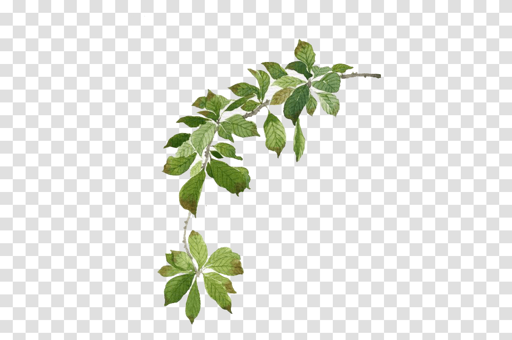 Green Leaves Illustration Watercolor Green Leaf Watercolor, Plant, Tree, Ivy, Flower Transparent Png