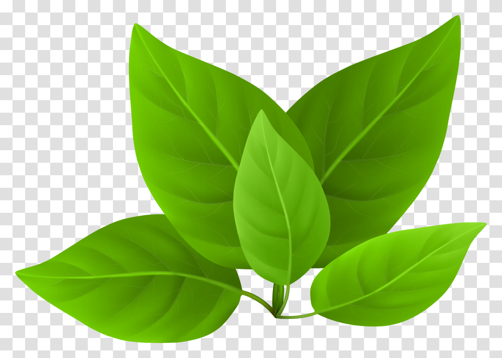 Green Leaves Image Green Leaves In Transparent Png