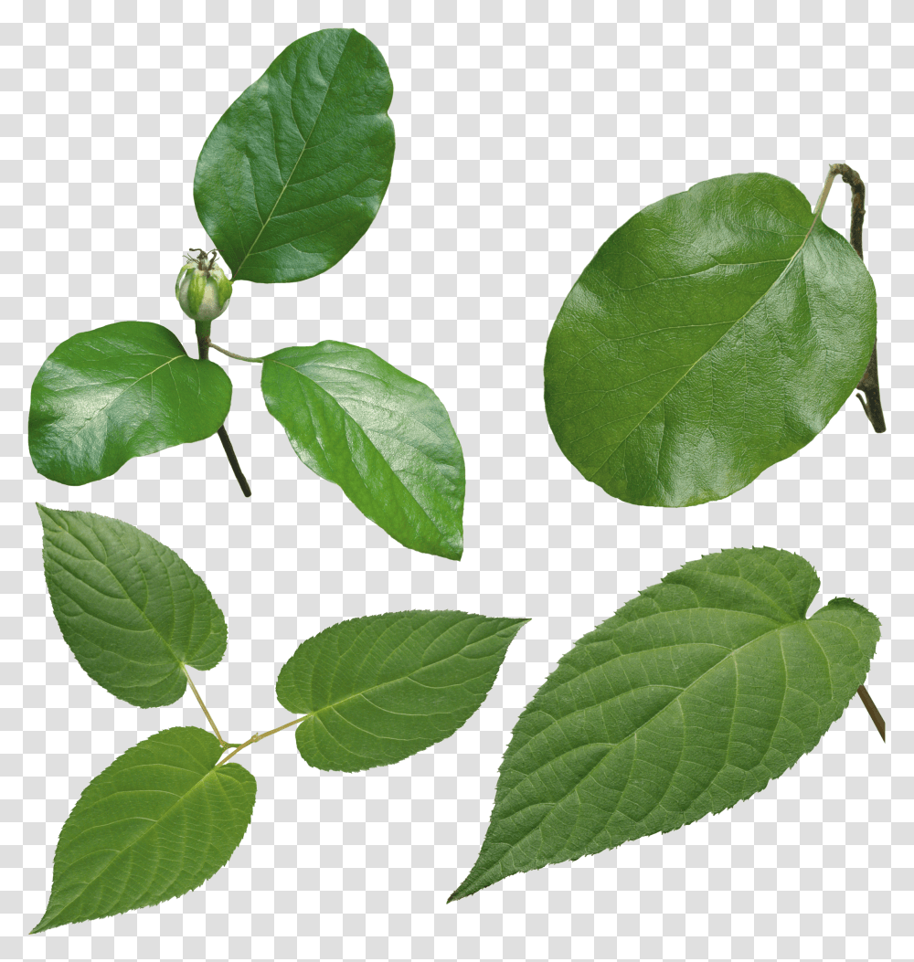 Green Leaves Image High Definition Leaf, Plant, Annonaceae, Tree, Flower Transparent Png