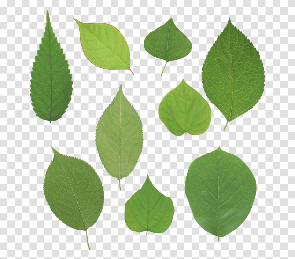 Green Leaves Image, Leaf, Plant Transparent Png