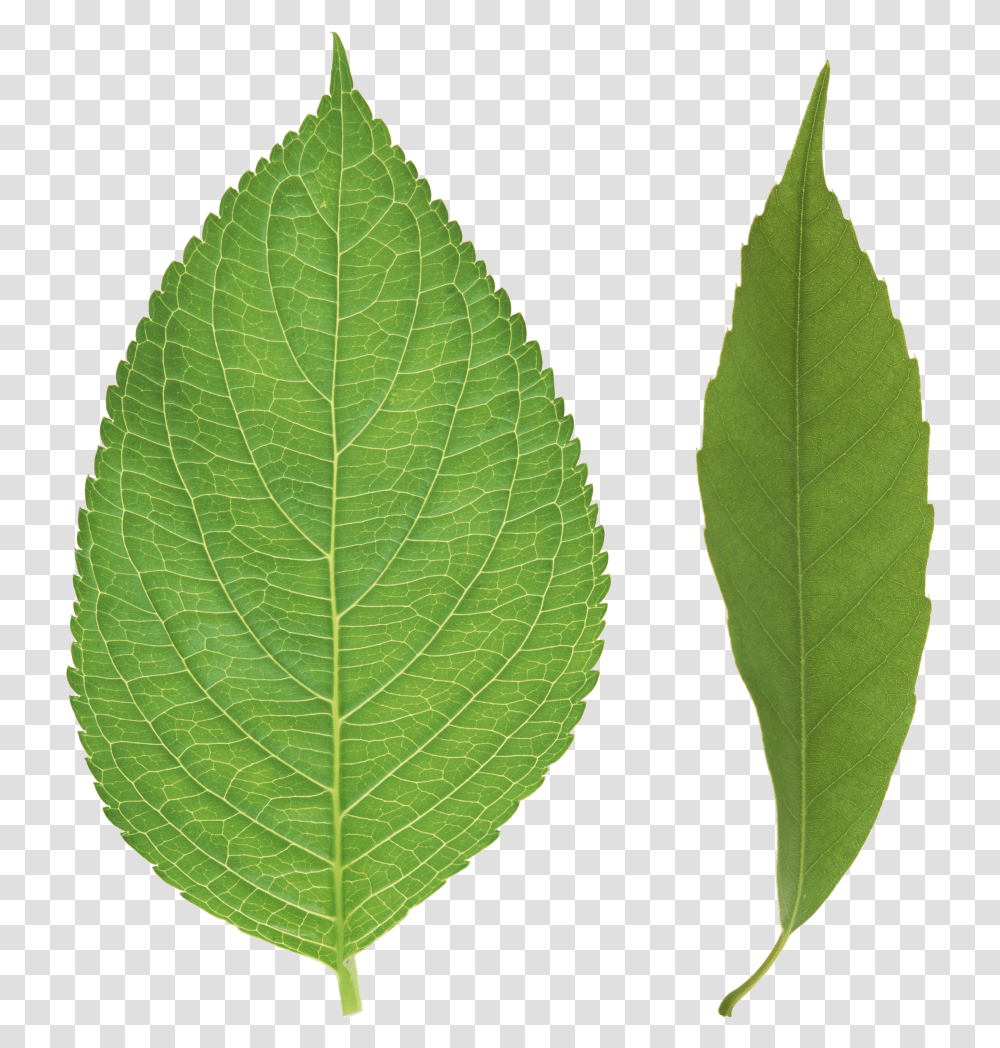 Green Leaves Image, Leaf, Plant, Veins, Pineapple Transparent Png