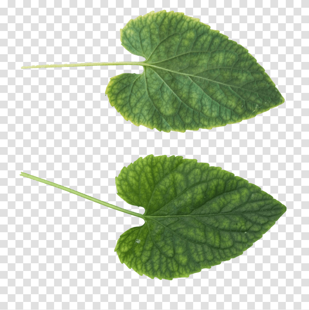 Green Leaves Image Leaf Texture, Plant, Veins, Ivy Transparent Png