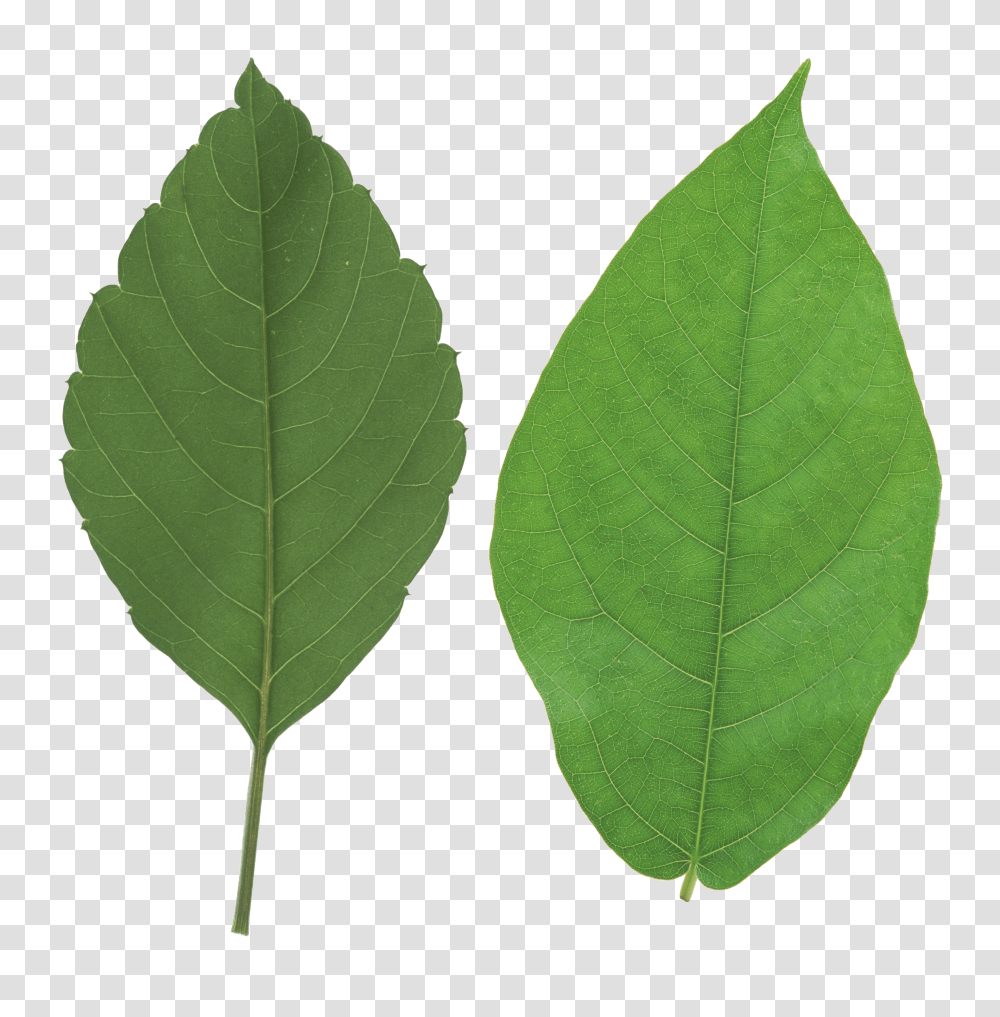 Green Leaves Image Leaf Transparent Png