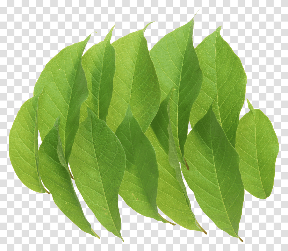 Green Leaves Image Portable Network Graphics Transparent Png