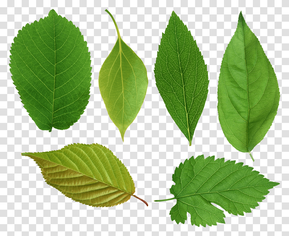 Green Leaves Image Purepng Free Cc0 Elm Tree Leaves, Leaf, Plant, Veins, Annonaceae Transparent Png