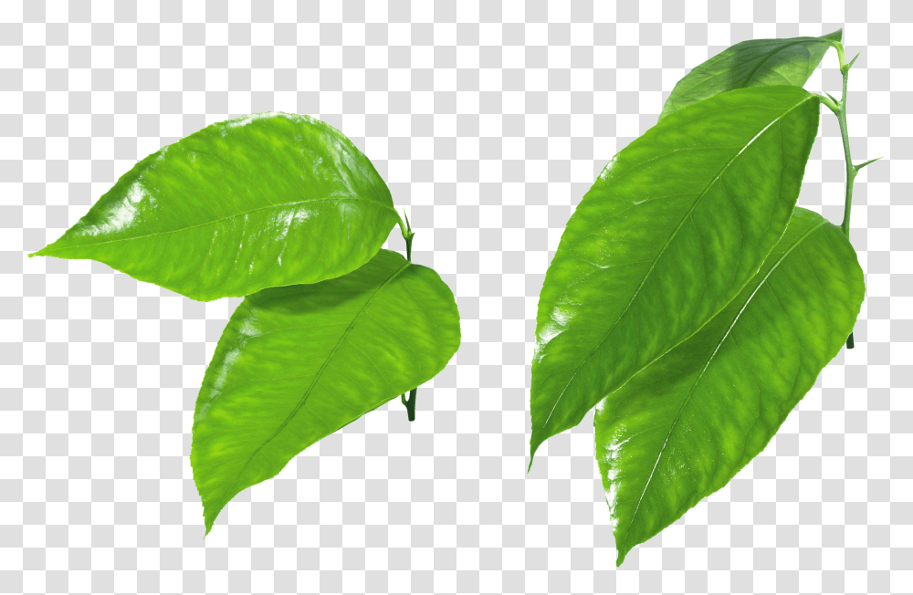 Green Leaves Image Purepng Free Cc0 Green Apple Slice, Leaf, Plant, Veins Transparent Png