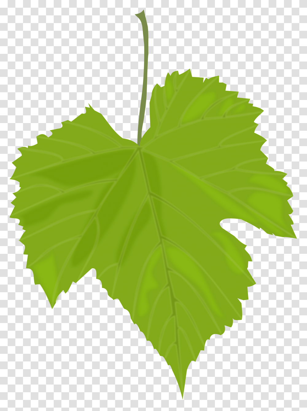 Green Leaves Images Free Download Pictures, Leaf, Plant, Maple Leaf, Tree Transparent Png