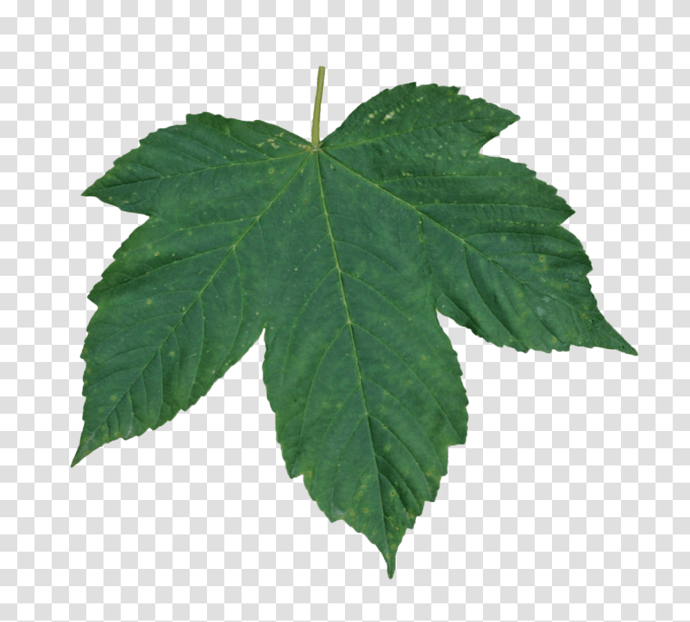 Green Leaves Images Free Download Pictures, Leaf, Plant, Tree, Maple Leaf Transparent Png