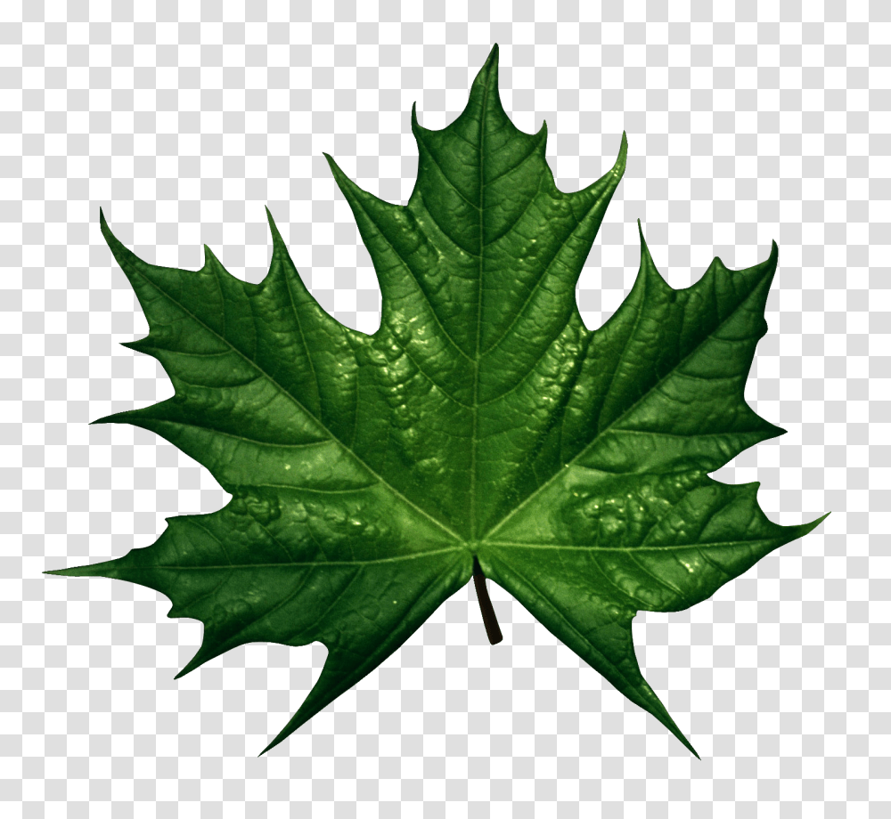 Green Leaves Images Free Download Pictures, Leaf, Plant, Tree, Maple Transparent Png