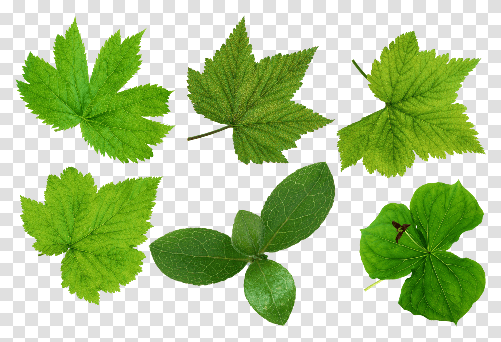 Green Leaves Images Leaves Cut Out Transparent Png