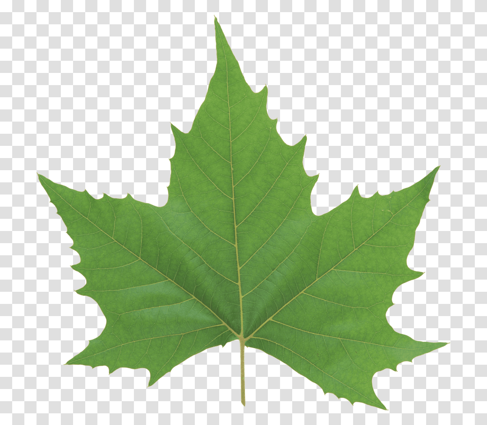 Green Leaves, Leaf, Plant, Tree, Maple Leaf Transparent Png