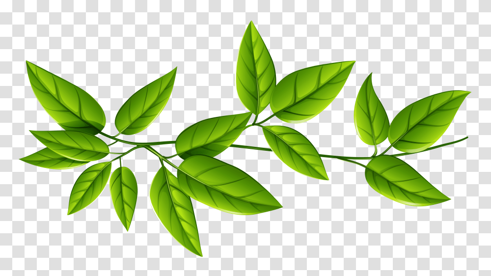 Green Leaves, Leaf, Plant, Vase, Jar Transparent Png