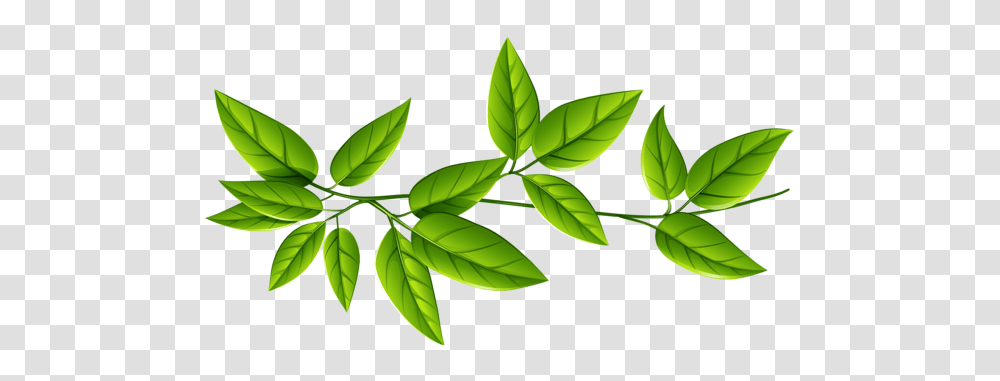 Green Leaves, Leaf, Plant, Vase, Jar Transparent Png