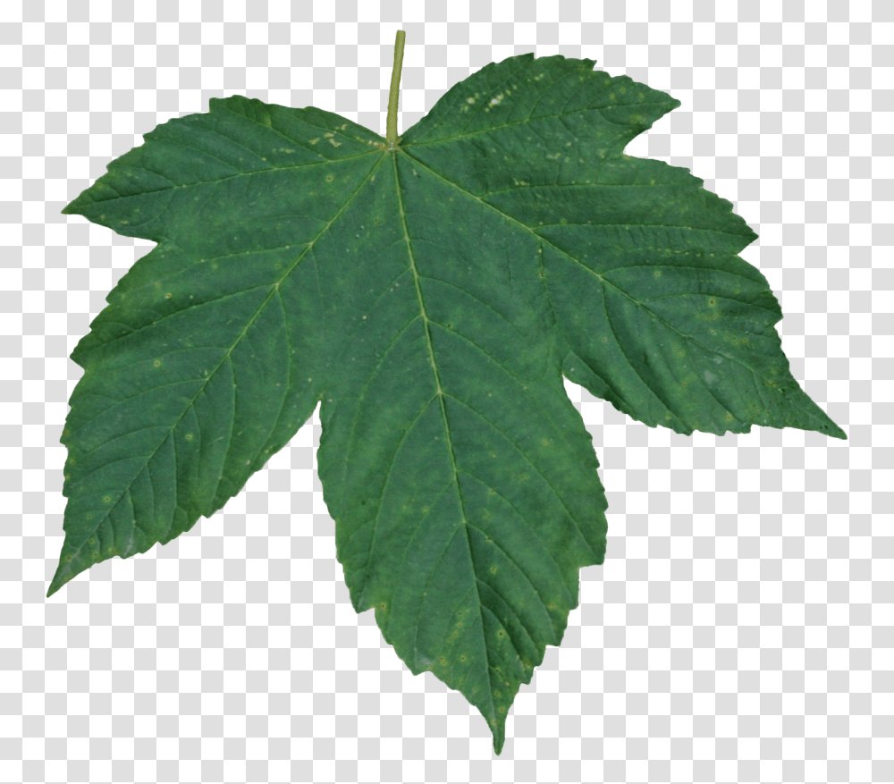 Green Leaves Leaf Texture, Plant, Tree, Maple, Maple Leaf Transparent Png