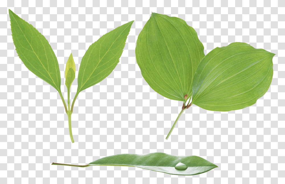 Green Leaves, Nature, Leaf, Plant, Flower Transparent Png