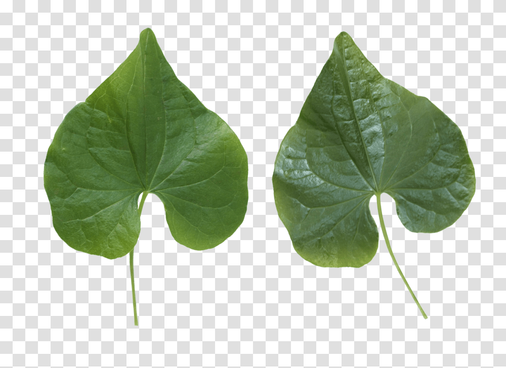 Green Leaves, Nature, Leaf, Plant, Food Transparent Png