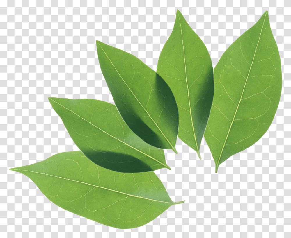 Green Leaves, Nature, Leaf, Plant, Maple Leaf Transparent Png