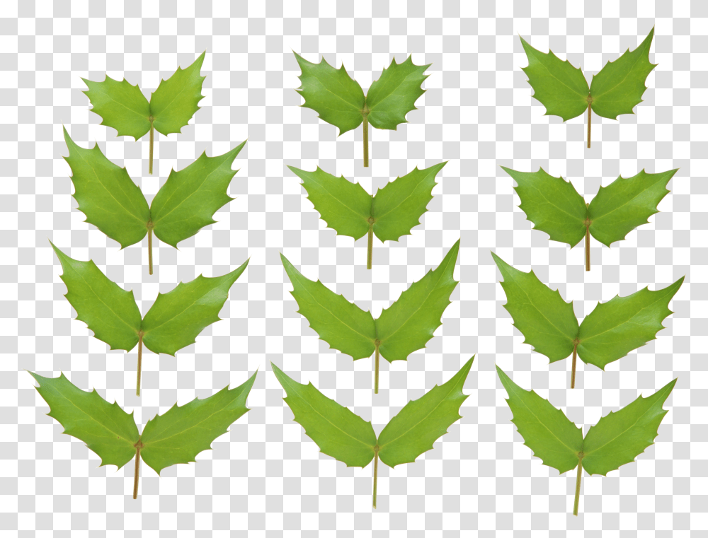 Green Leaves, Nature, Leaf, Plant, Maple Leaf Transparent Png