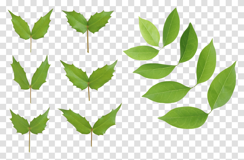 Green Leaves, Nature, Leaf, Plant, Maple Leaf Transparent Png