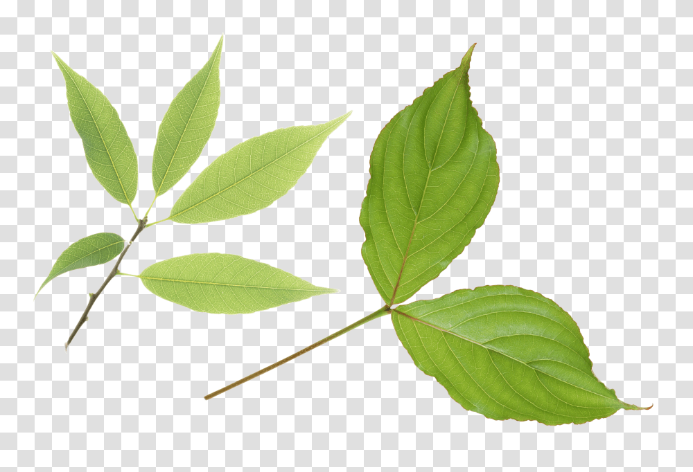 Green Leaves, Nature, Leaf, Plant, Potted Plant Transparent Png