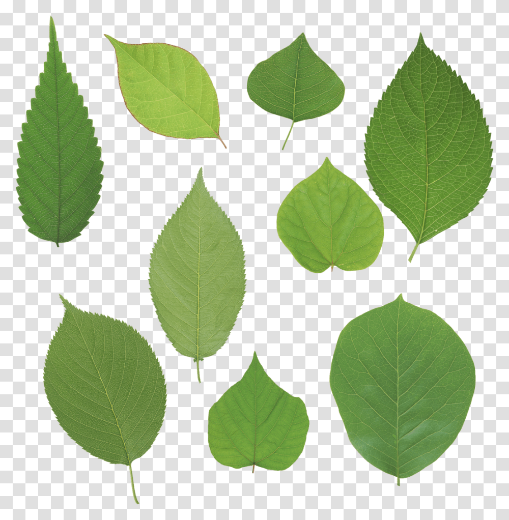 Green Leaves, Nature, Leaf, Plant, Potted Plant Transparent Png