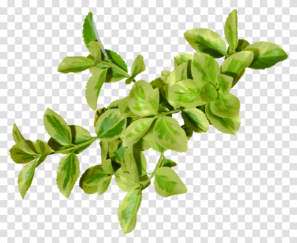Green Leaves, Nature, Leaf, Plant, Potted Plant Transparent Png