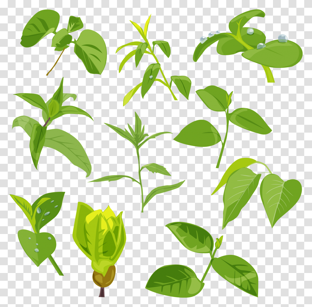 Green Leaves, Nature, Leaf, Plant Transparent Png