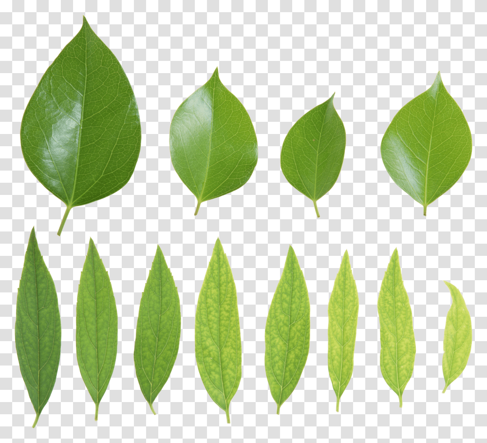 Green Leaves, Nature, Leaf, Plant Transparent Png