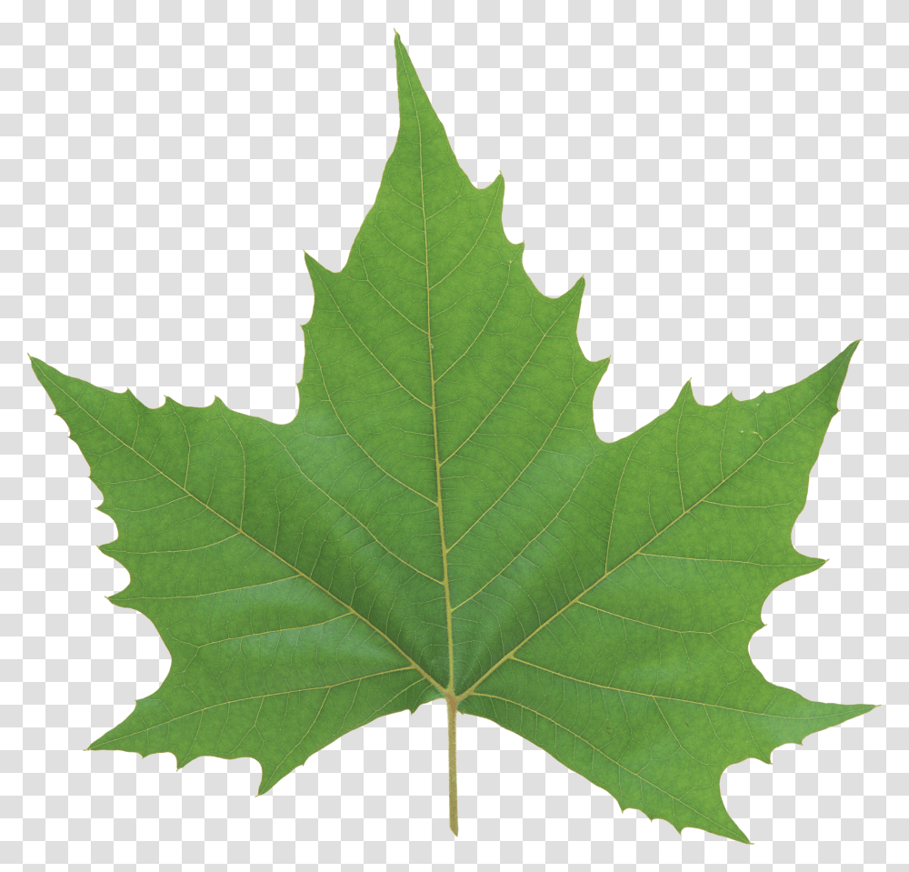 Green Leaves, Nature, Leaf, Plant, Tree Transparent Png