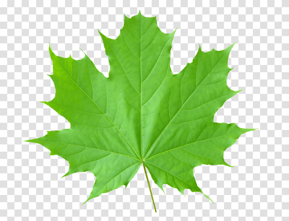 Green Leaves, Nature, Leaf, Plant, Tree Transparent Png