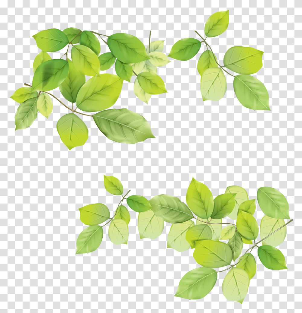 Green Leaves, Nature, Leaf, Plant, Vase Transparent Png