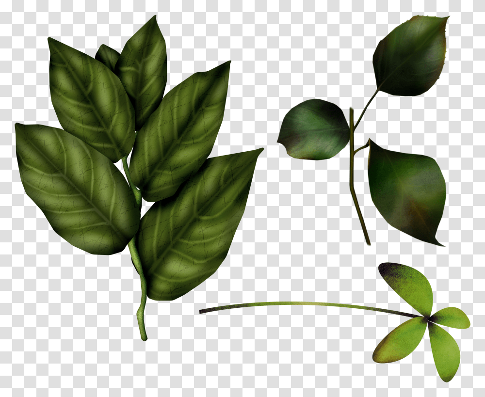 Green Leaves, Nature, Leaf, Plant, Veins Transparent Png