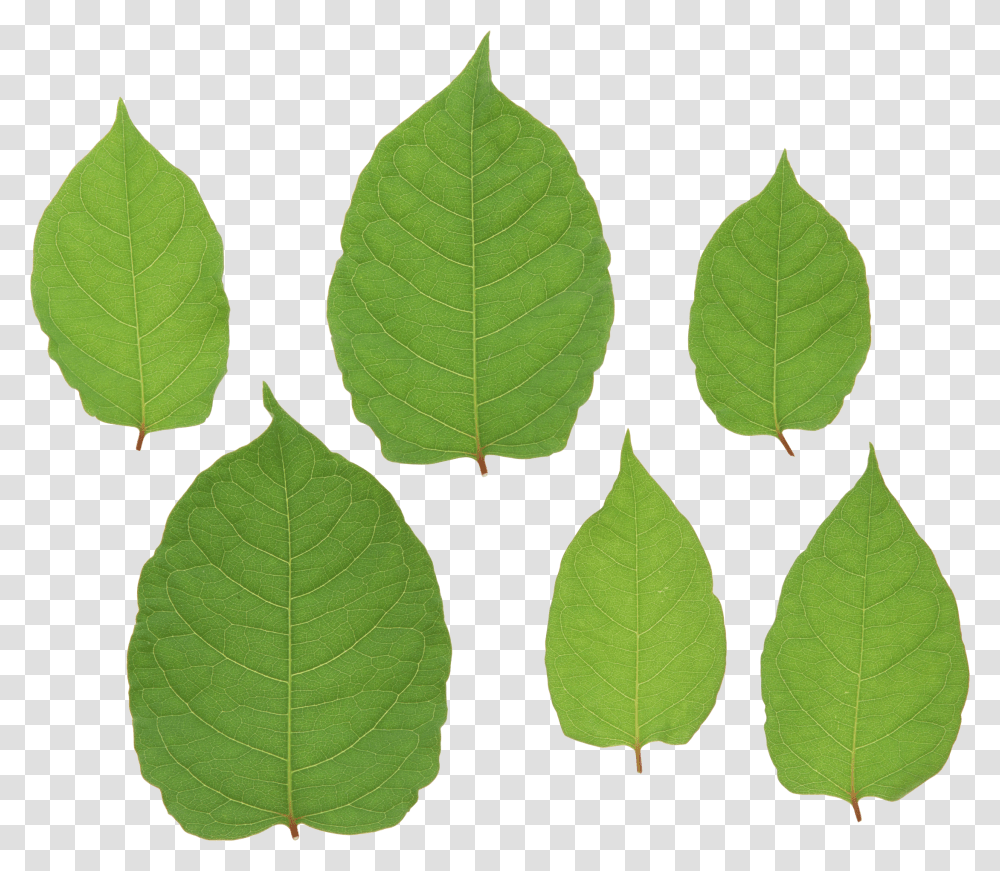 Green Leaves, Nature, Leaf, Plant, Veins Transparent Png