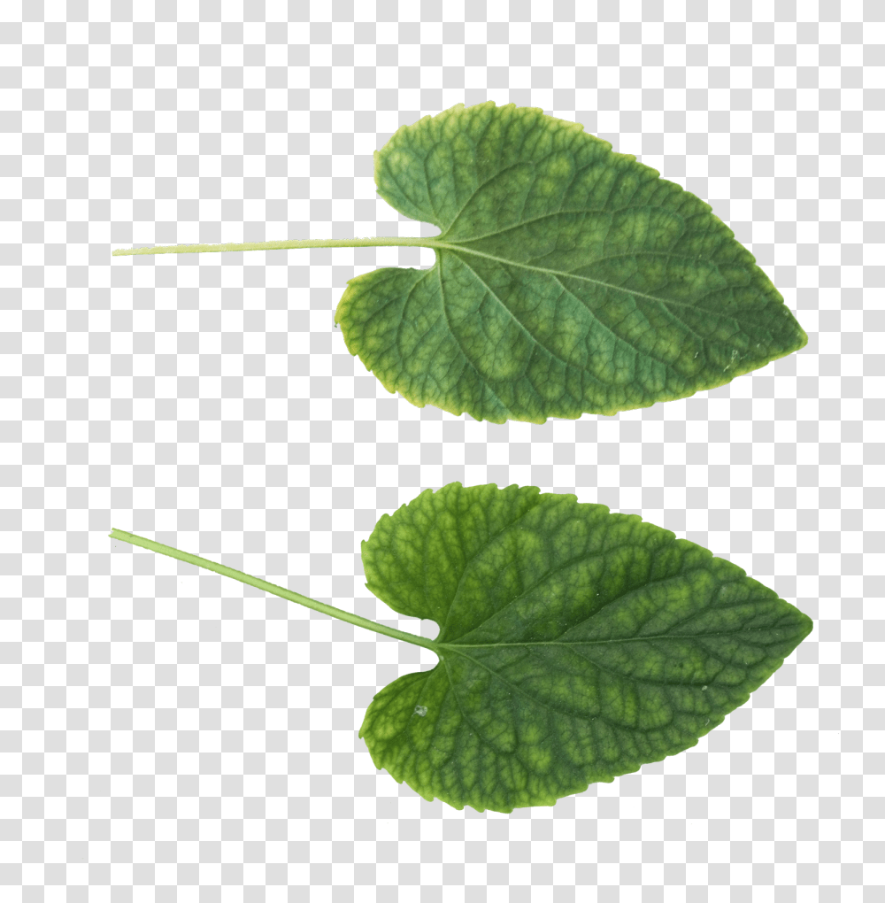 Green Leaves, Nature, Leaf, Plant, Veins Transparent Png