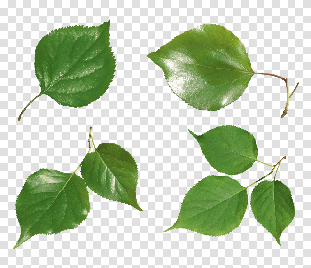 Green Leaves, Nature, Leaf, Plant, Vine Transparent Png
