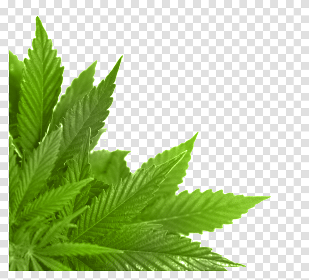 Green Leaves, Nature, Plant, Leaf, Weed Transparent Png