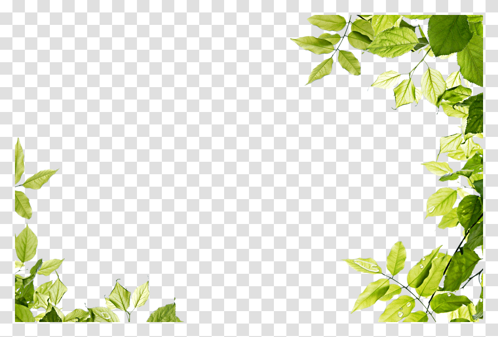 Green Leaves, Nature, Potted Plant, Vase, Jar Transparent Png