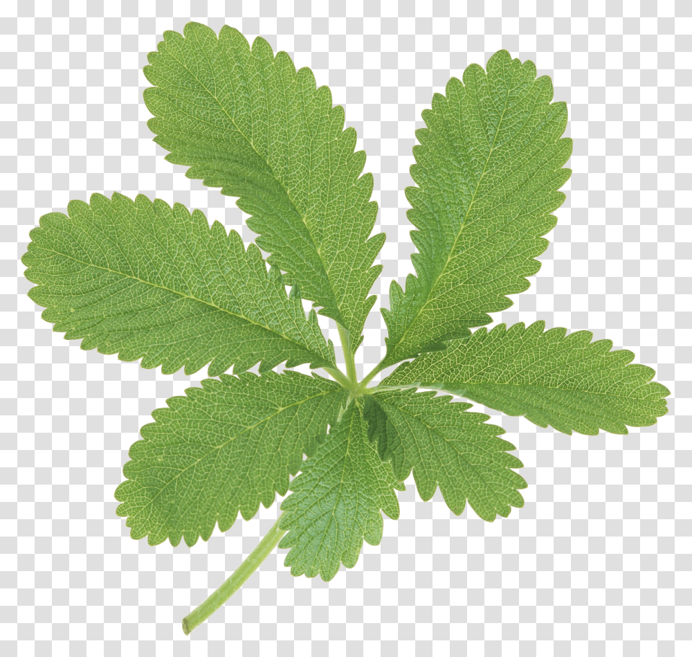 Green Leaves, Nature, Potted Plant, Vase, Jar Transparent Png