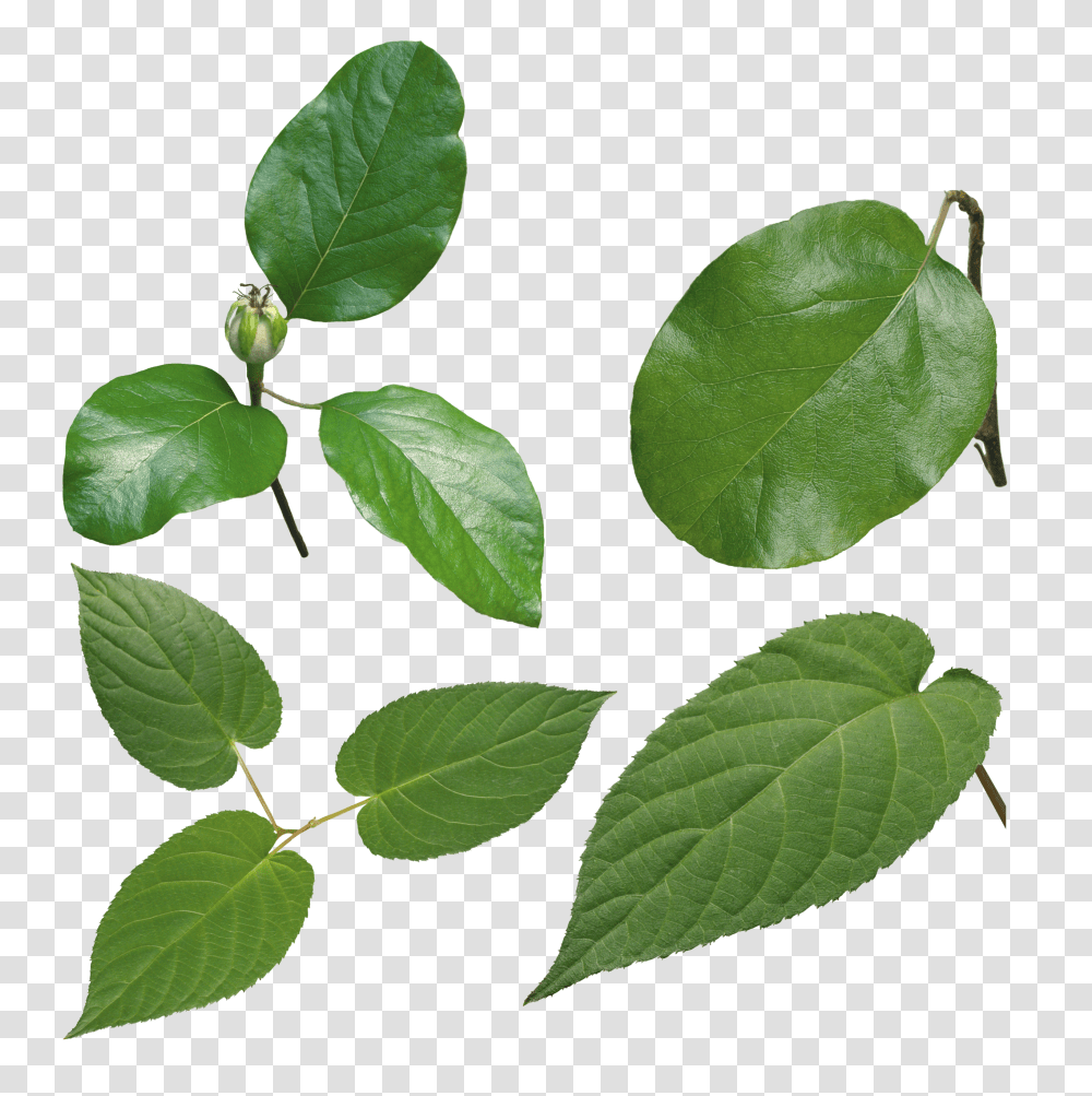 Green Leaves, Nature Transparent Png