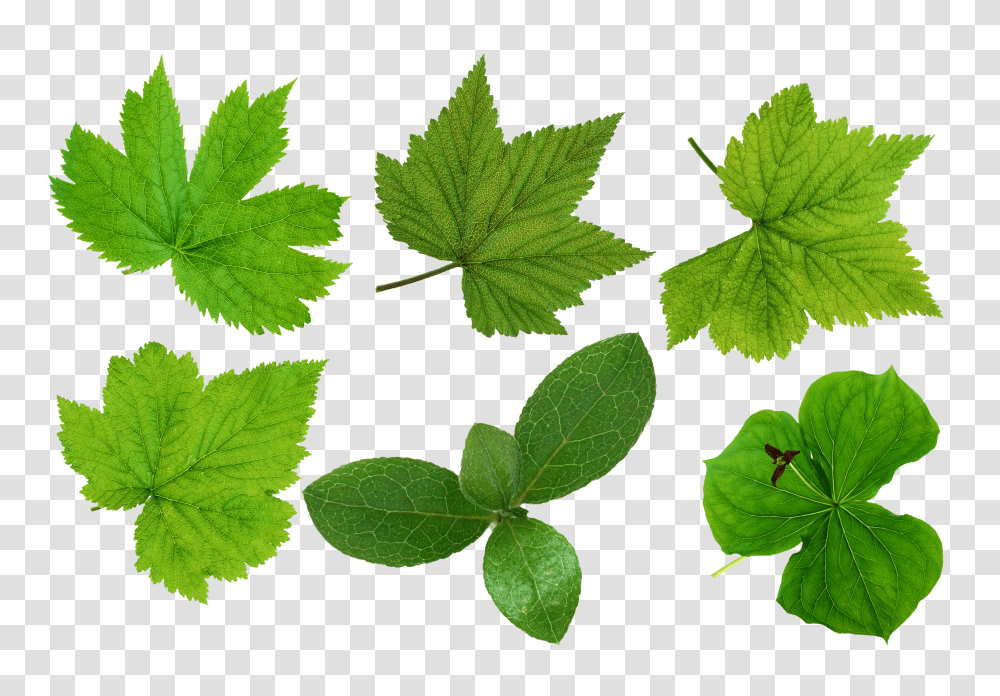 Green Leaves, Nature Transparent Png