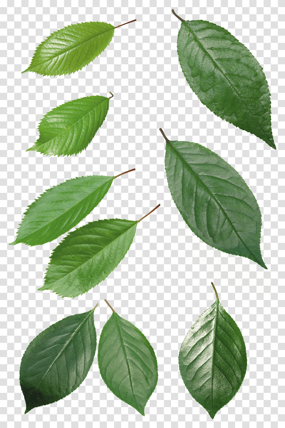 Green Leaves, Nature Transparent Png