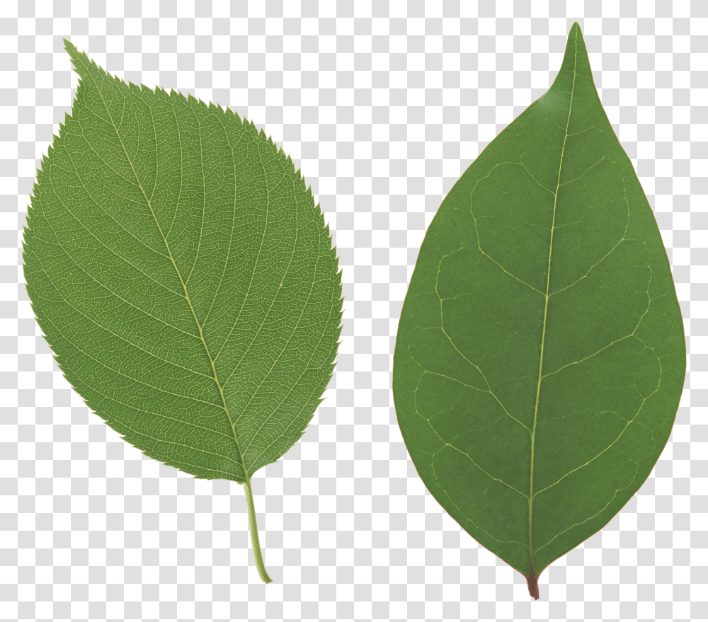 Green Leaves, Nature Transparent Png