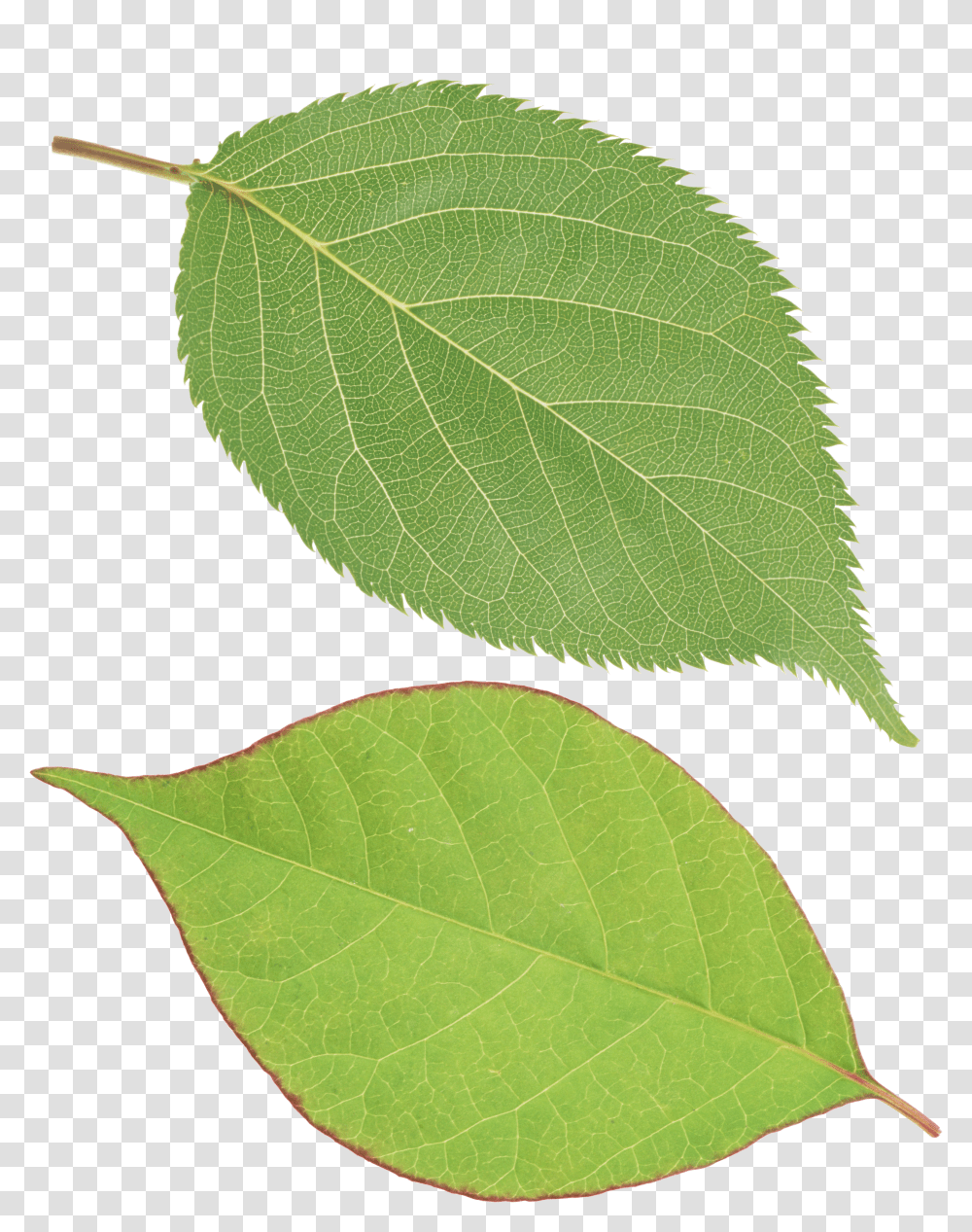 Green Leaves, Nature Transparent Png