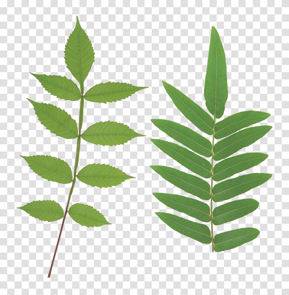 Green Leaves, Nature Transparent Png