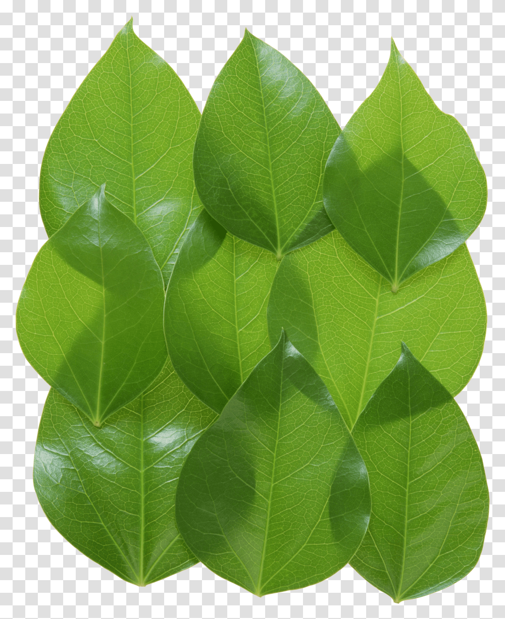 Green Leaves, Nature Transparent Png