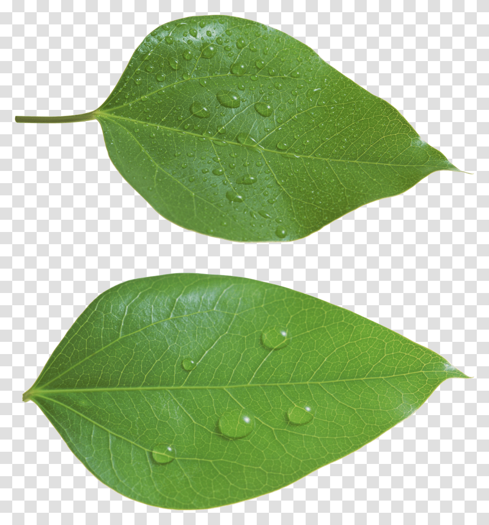 Green Leaves, Nature Transparent Png