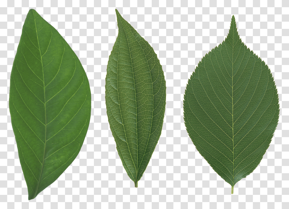 Green Leaves, Nature Transparent Png