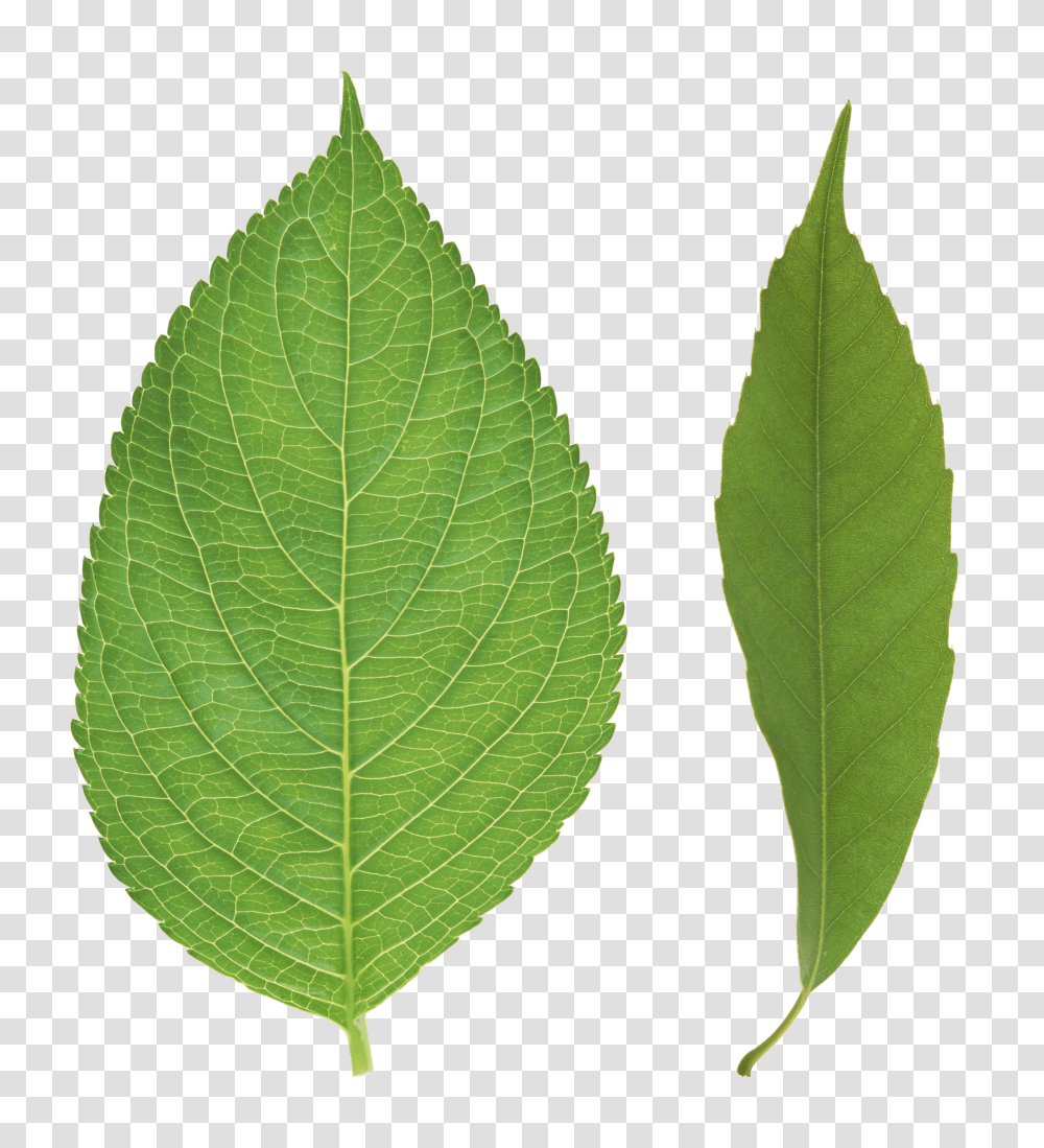 Green Leaves, Nature Transparent Png