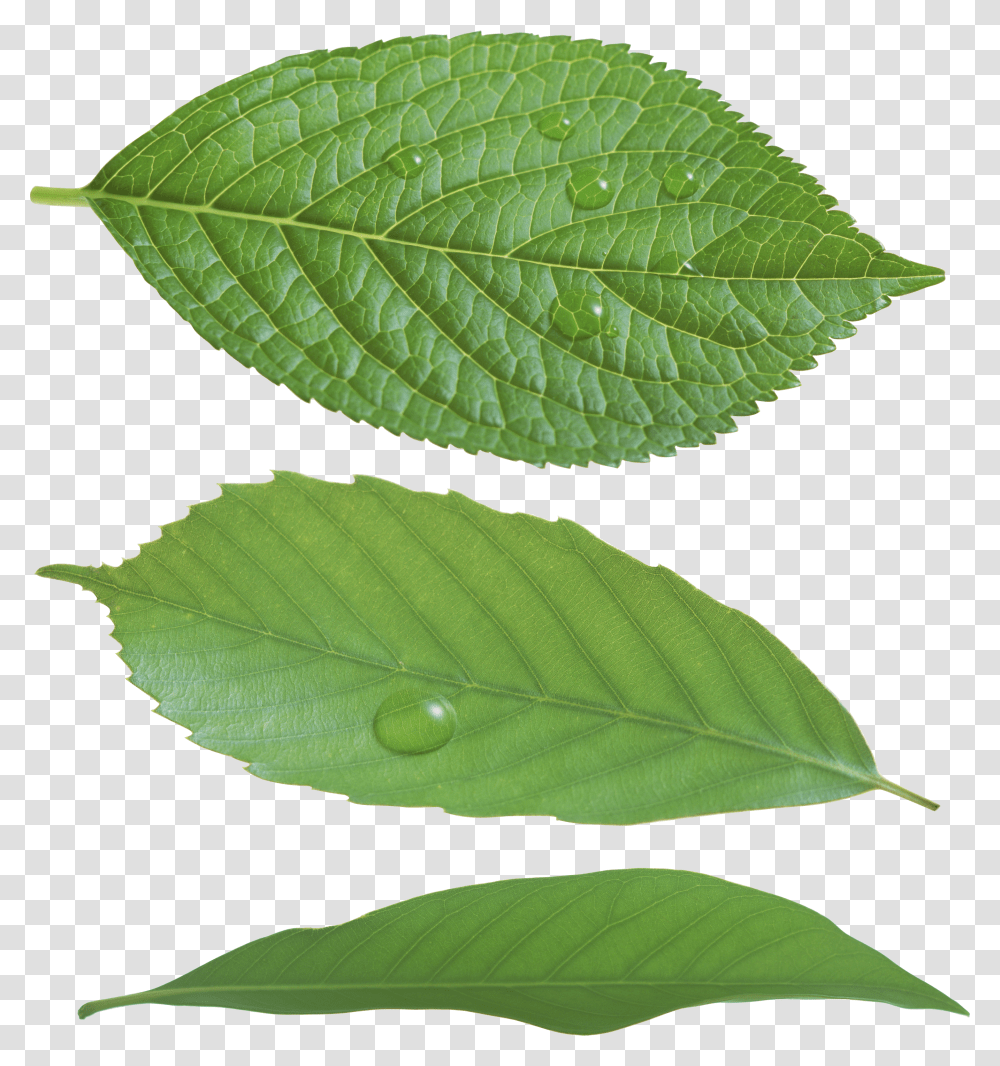 Green Leaves, Nature Transparent Png